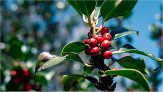 What Is Coffee Aroma: How To Describe The Smell Of Coffee